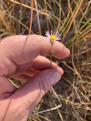 Almutaster pauciflorus