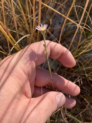 Almutaster pauciflorus