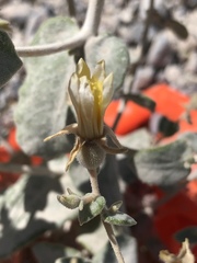 Mentzelia leucophylla