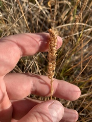 Spiranthes infernalis
