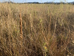 Spiranthes infernalis