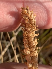 Spiranthes infernalis