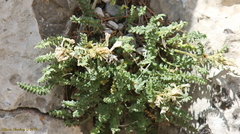 Polemonium brandegeei