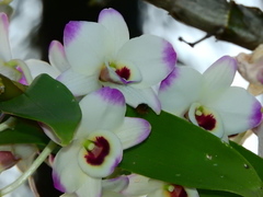 Dendrobium