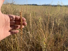 Spiranthes infernalis