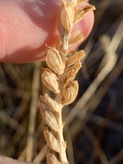 Spiranthes infernalis