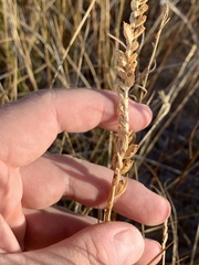 Spiranthes infernalis