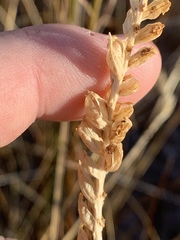 Spiranthes infernalis