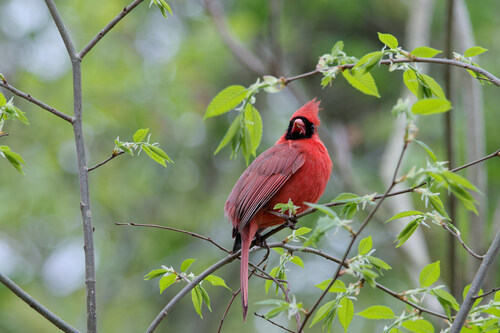 Northern Cardinal photographed in Michigan