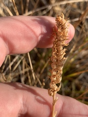 Spiranthes infernalis