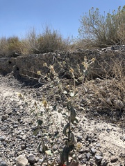 Mentzelia leucophylla