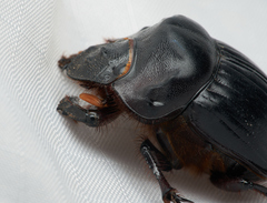 Dichotomius colonicus