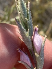 Chloropyron tecopense