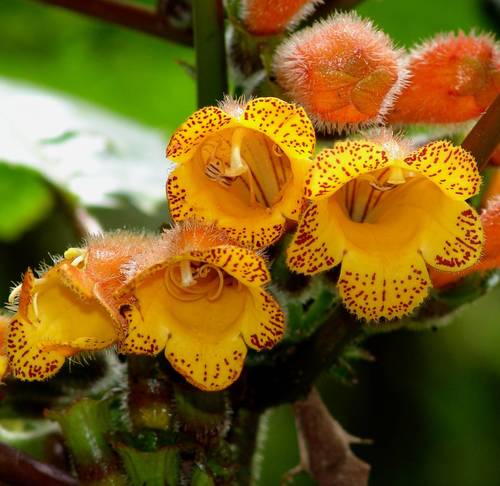 Solenophora purpusii