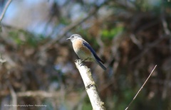 Sialia mexicana