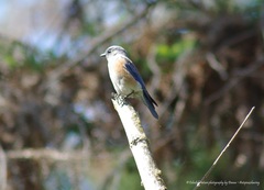 Sialia mexicana