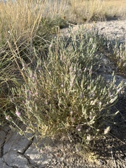 Chloropyron tecopense