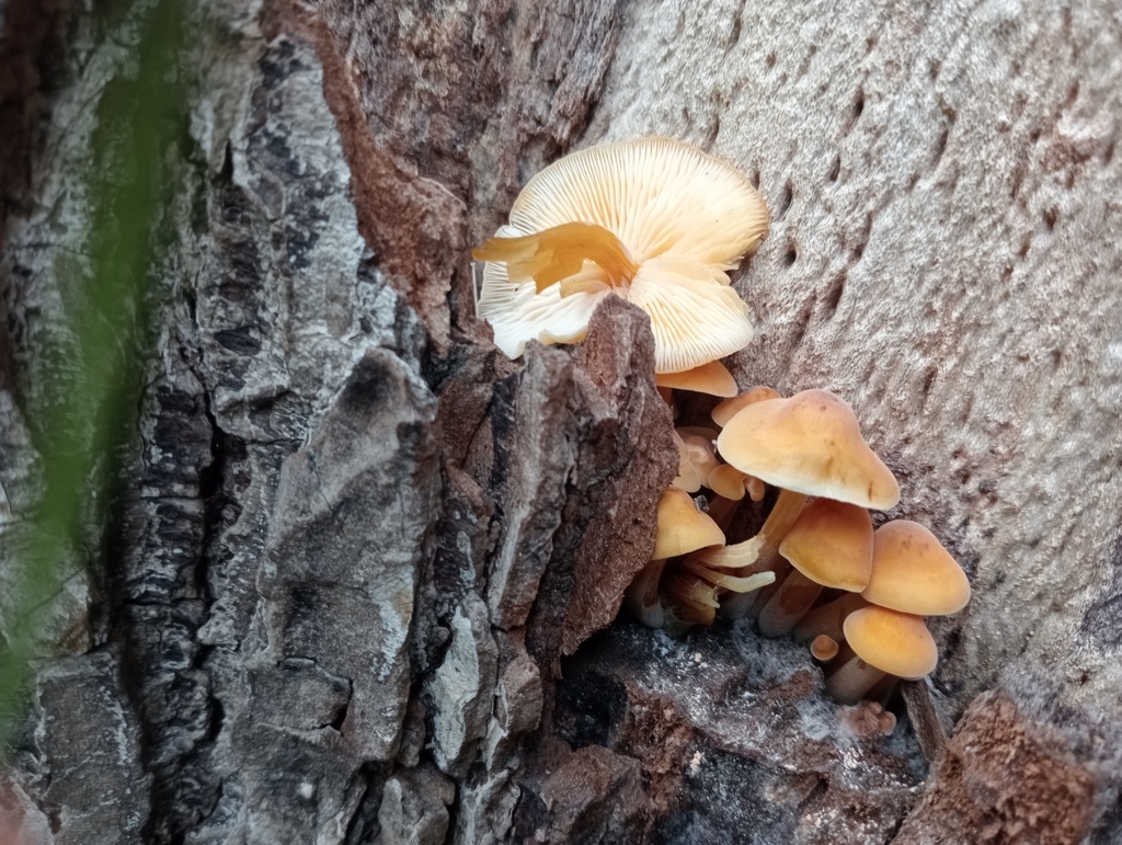 Flammulina velutipes · May 2025 · photo: © john_barkla (iNaturalist, cc0)