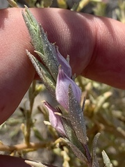 Chloropyron tecopense