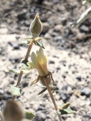 Mentzelia leucophylla