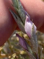 Chloropyron tecopense