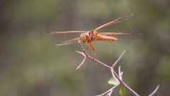 Libellula saturata