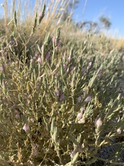 Chloropyron tecopense