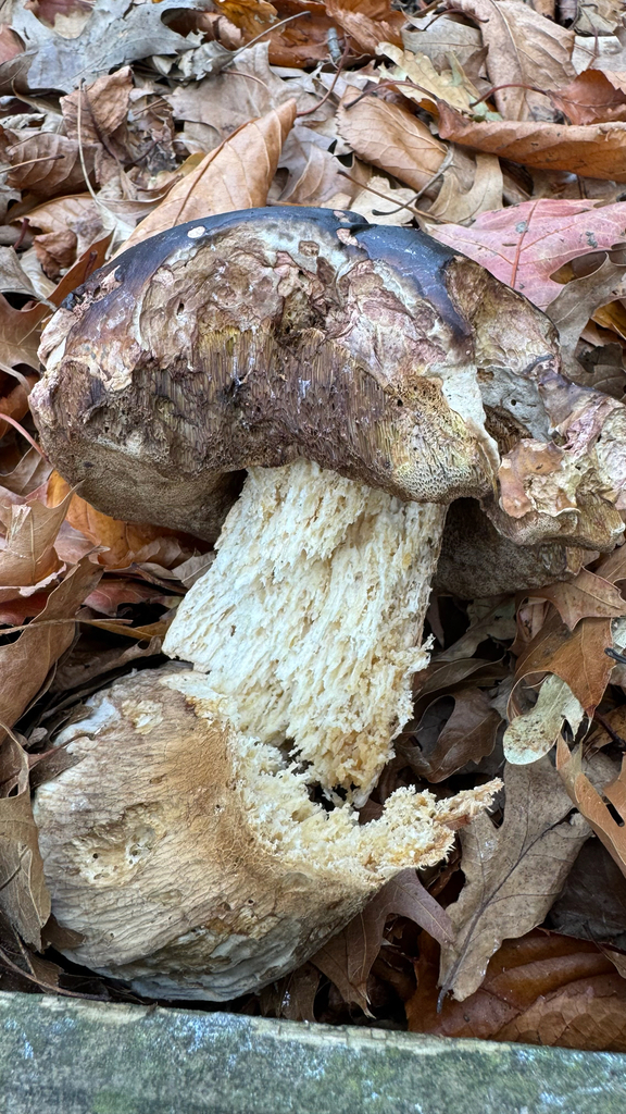 Boletus edulis · May 2025 · photo: © frankashwood (iNaturalist, cc-by)