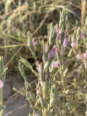 Chloropyron tecopense