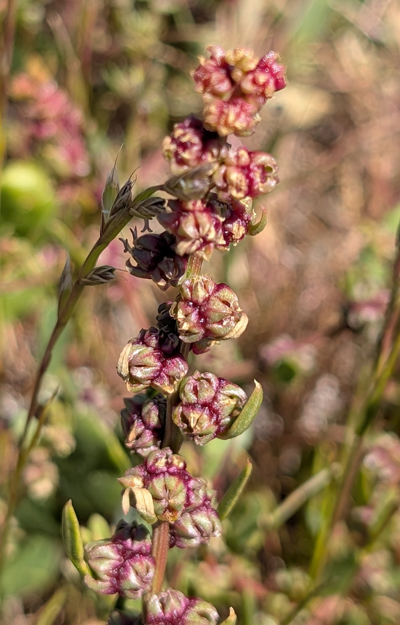 Large-Fruited Beet (Beta macrocarpa)
