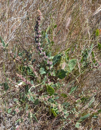 Beta macrocarpa, photograph 2