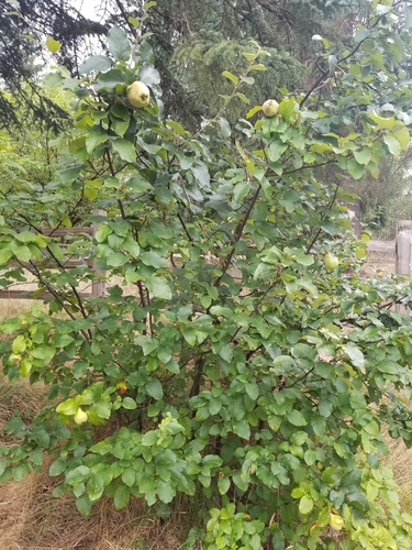 quince (Cydonia oblonga)