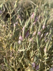 Chloropyron tecopense