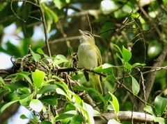 Vireo chivi