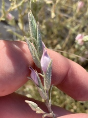 Chloropyron tecopense