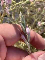 Chloropyron tecopense