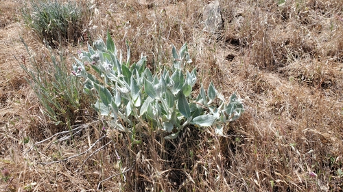 iNaturalist observation photo of California milkweed