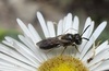 Protandrena atricornis - Photo (c) Ethan, some rights reserved (CC BY-NC), uploaded by Ethan