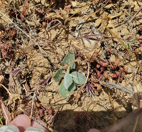 iNaturalist observation photo of California milkweed