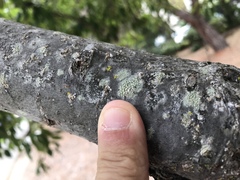 Lecanora confusa