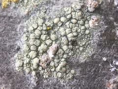 Lecanora confusa