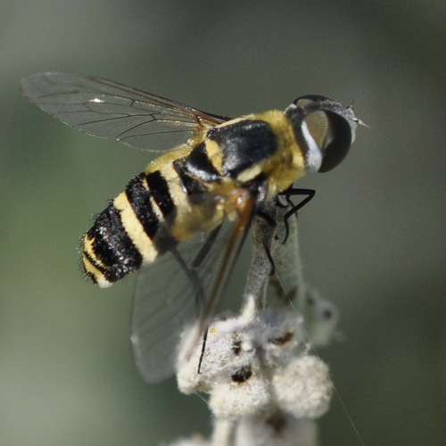 Villa lateralis (Say, 1823)