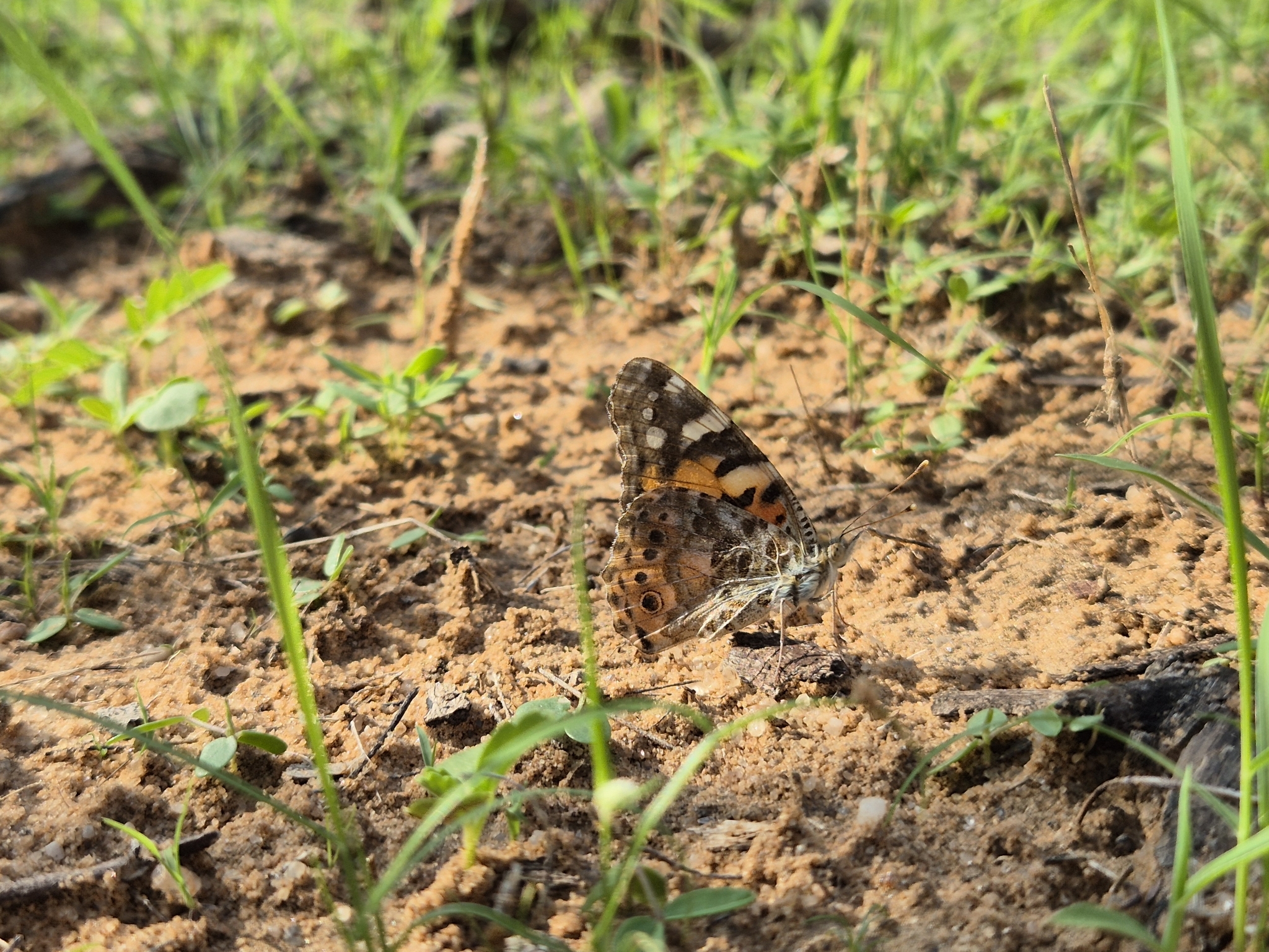 Painted Lady