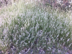 Bouteloua diversispicula