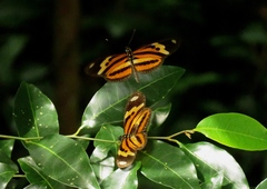 Papilionoidea