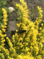 Megacyllene robiniae