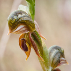 Pterostylis ferruginea