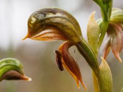 Pterostylis ferruginea