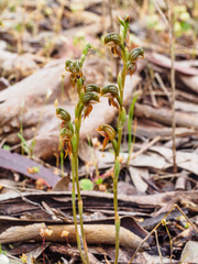 Pterostylis ferruginea
