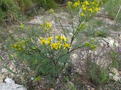 Senecio eremophilus macdougalii